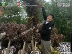 美人梅發(fā)貨湖北武漢裝車現(xiàn)場(chǎng)