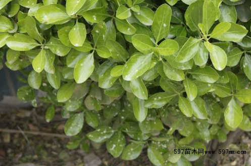 點擊打開原圖 大葉黃楊