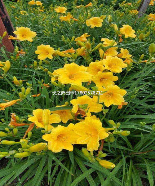 金娃娃萱草是什么(金娃娃萱草的花語(yǔ)是什么)