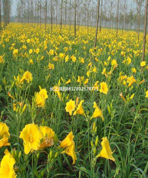 金娃娃萱草是什么(金娃娃萱草的花語(yǔ)是什么)