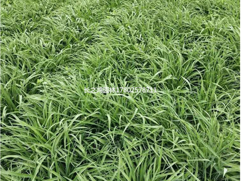 金娃娃萱草如何培育？金娃娃萱草播種方法介紹