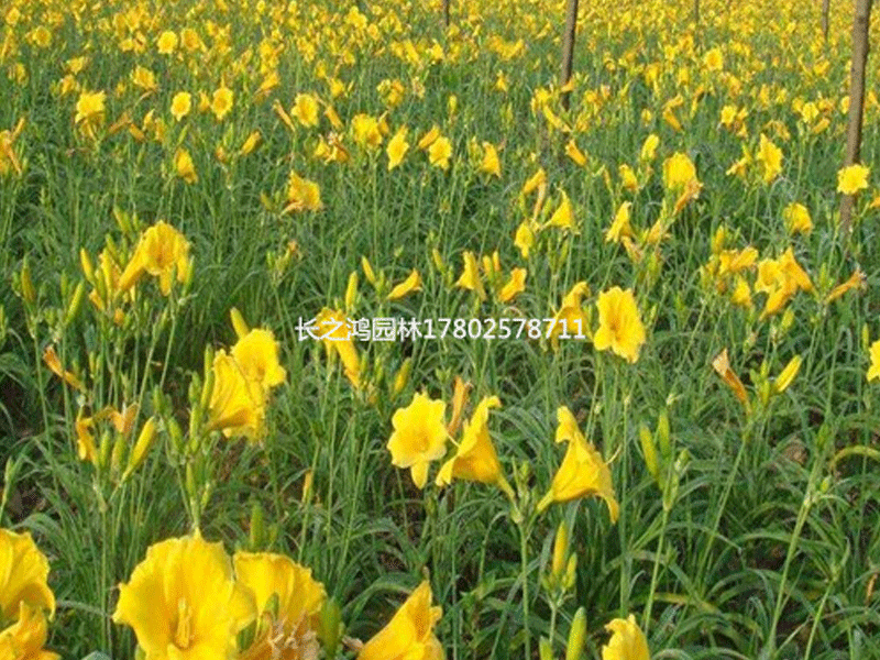 金娃娃萱草如何培育？金娃娃萱草播種方法介紹