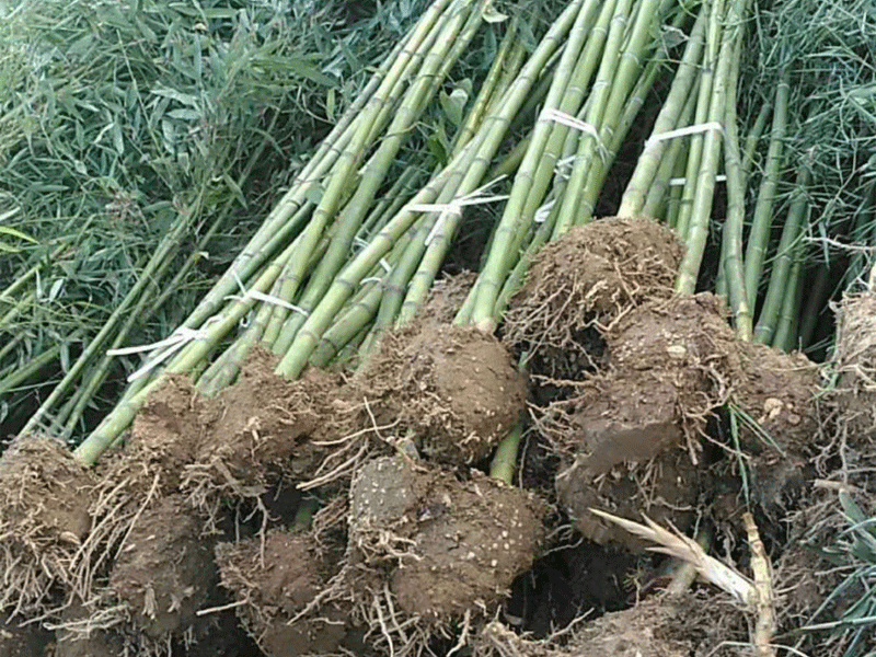 富貴竹如何修剪？富貴竹的修剪方法