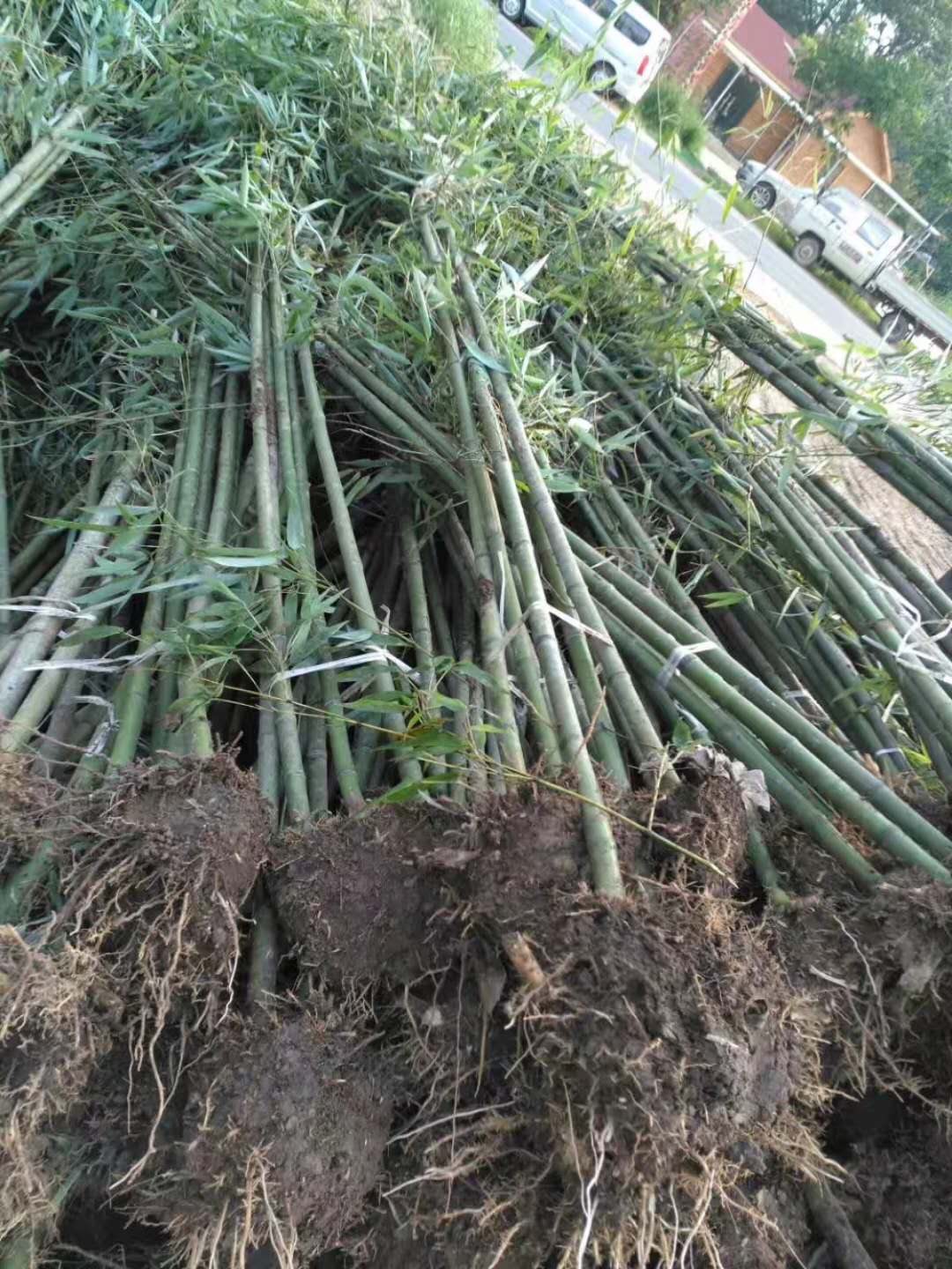 富貴竹如何修剪？富貴竹的修剪方法