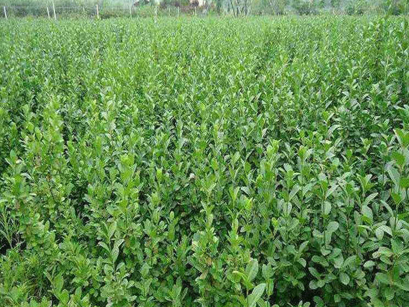 扶芳藤又叫什么? 扶芳藤有哪些特點