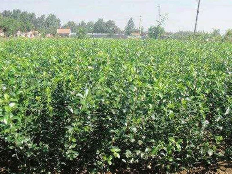 扶芳藤又叫什么? 扶芳藤有哪些特點