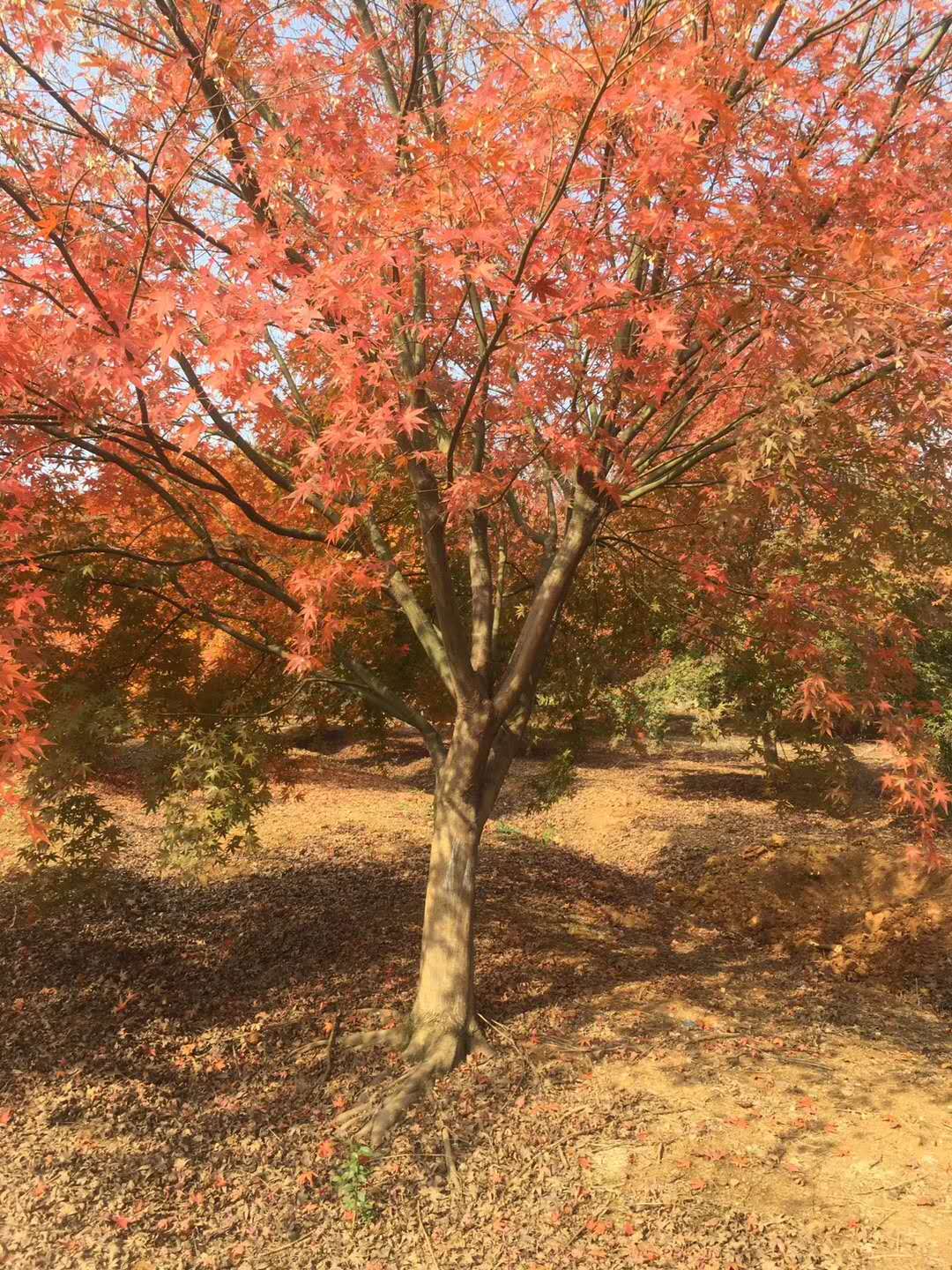 雞爪槭樹怎么養(yǎng)？看看雞爪槭樹的種植方法
