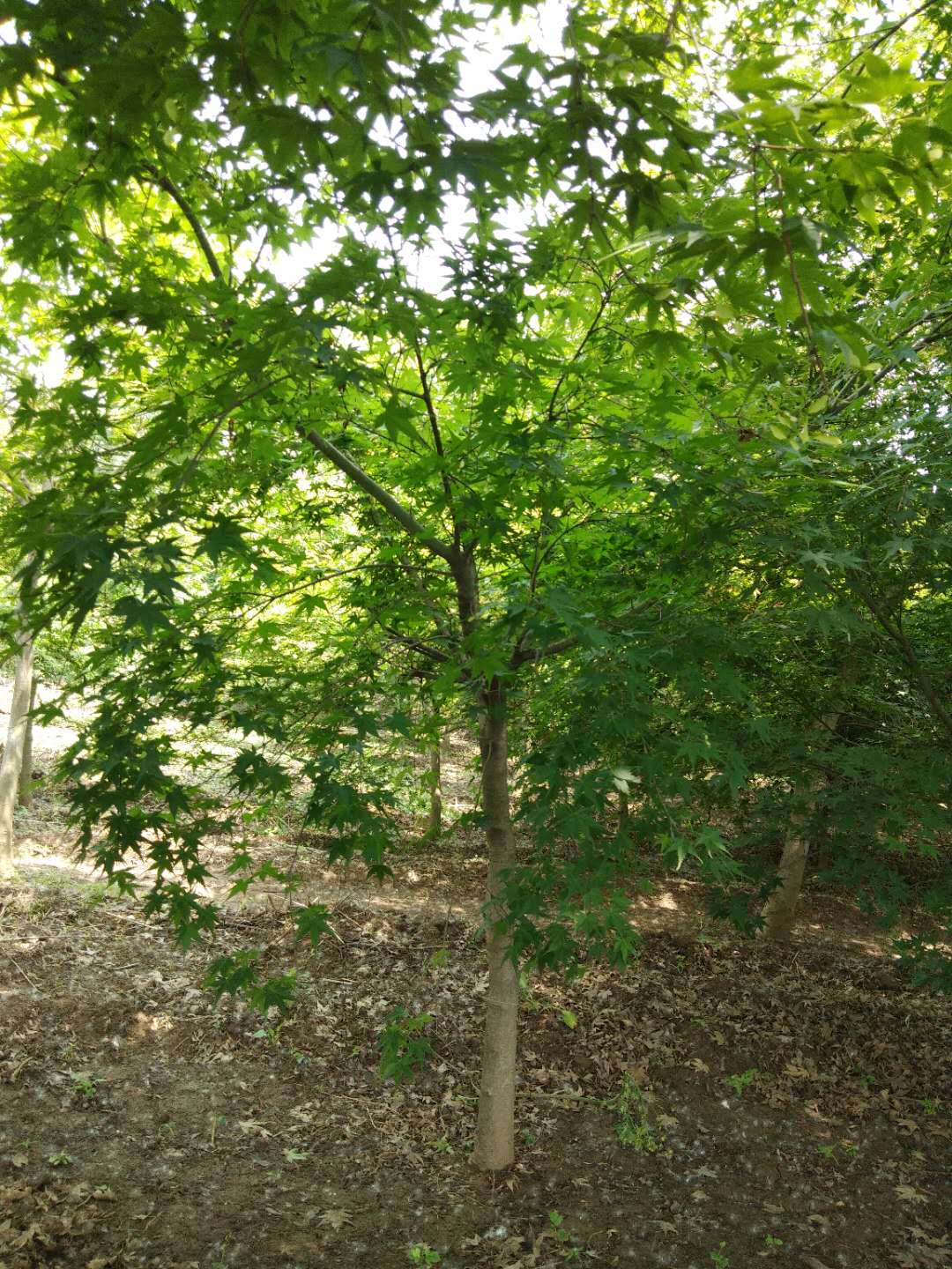 雞爪槭樹怎么養(yǎng)？看看雞爪槭樹的種植方法