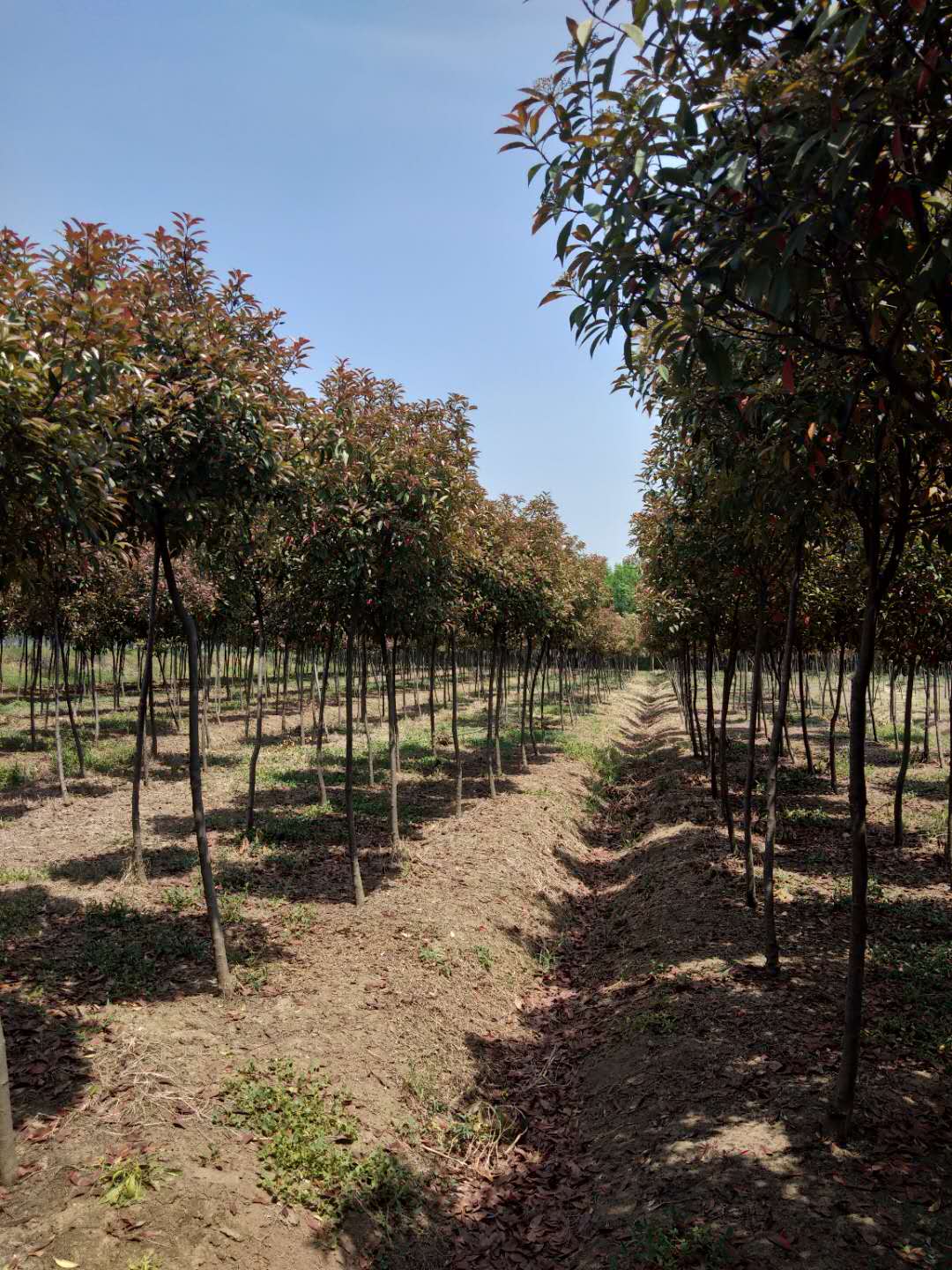 紅葉石楠種子種植方法介紹