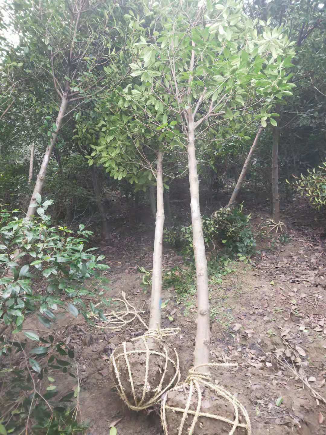 紅葉石楠種子種植方法介紹