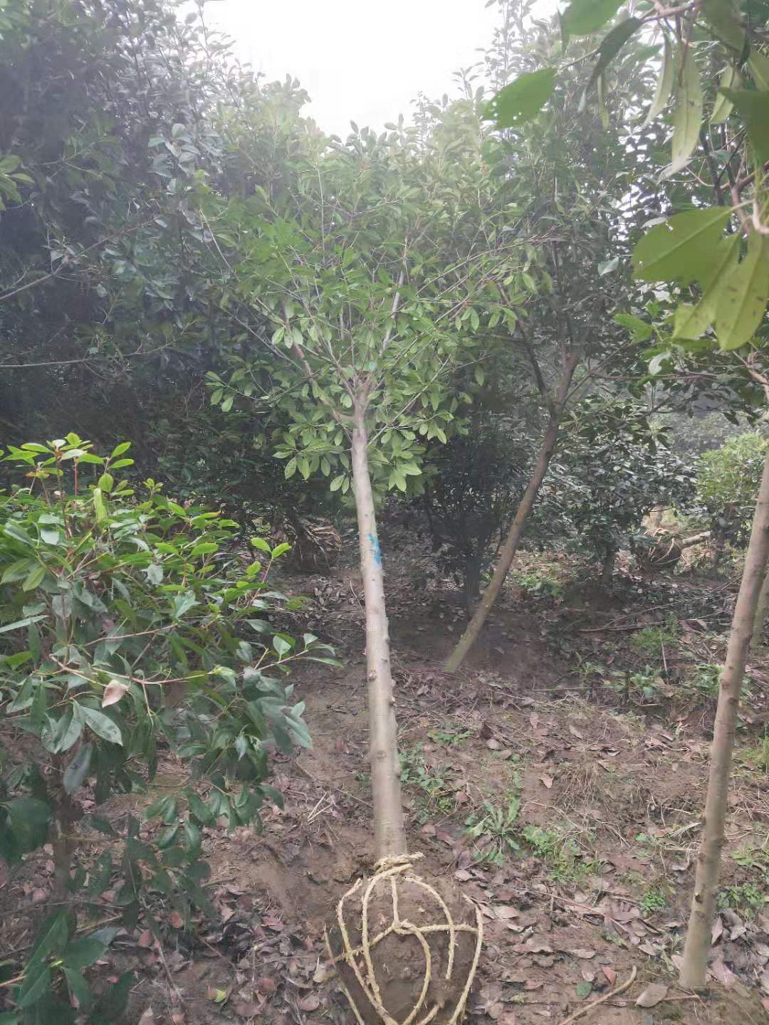 紅葉石楠種子種植方法介紹