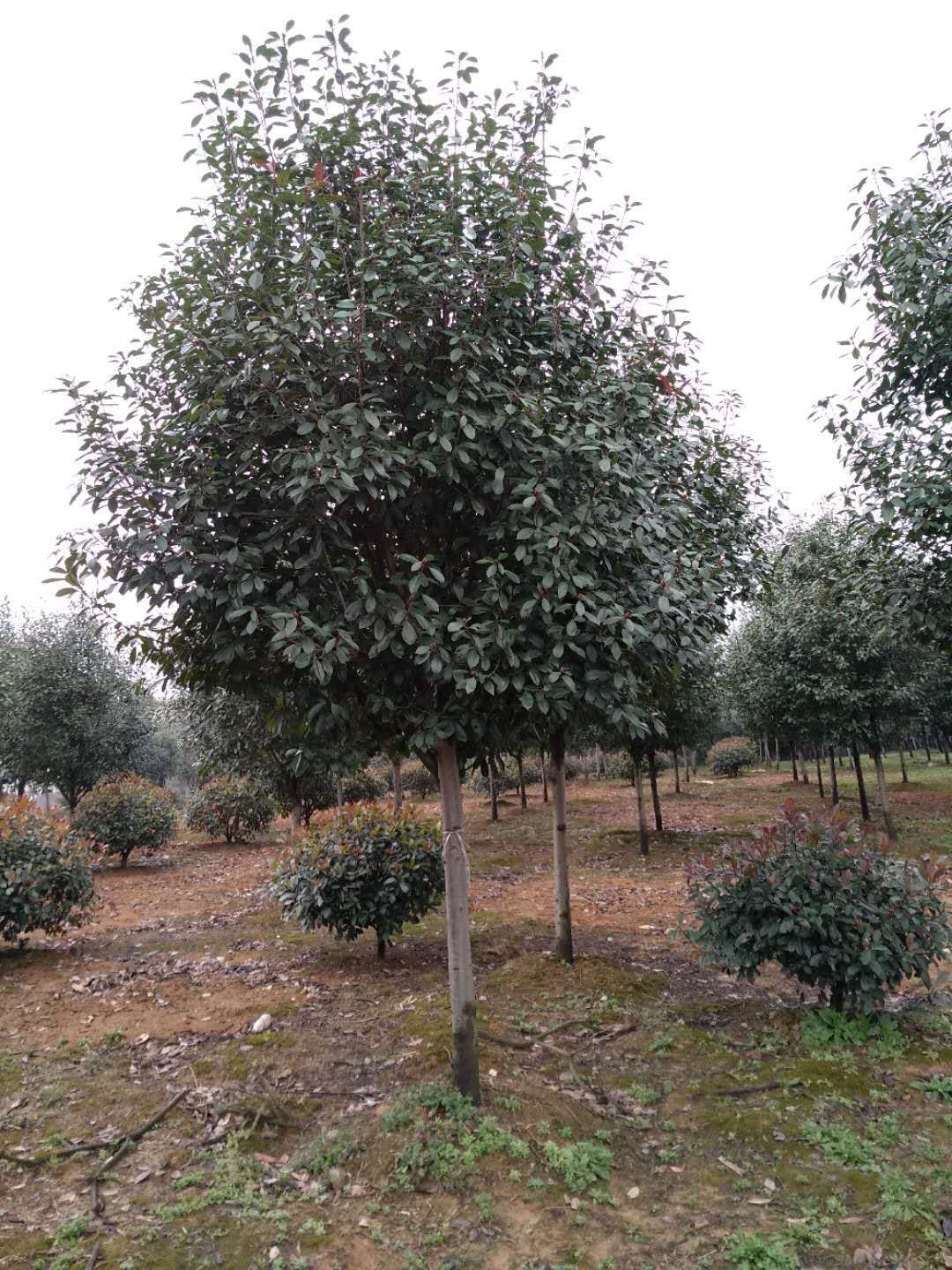 紅葉石楠種子種植方法介紹