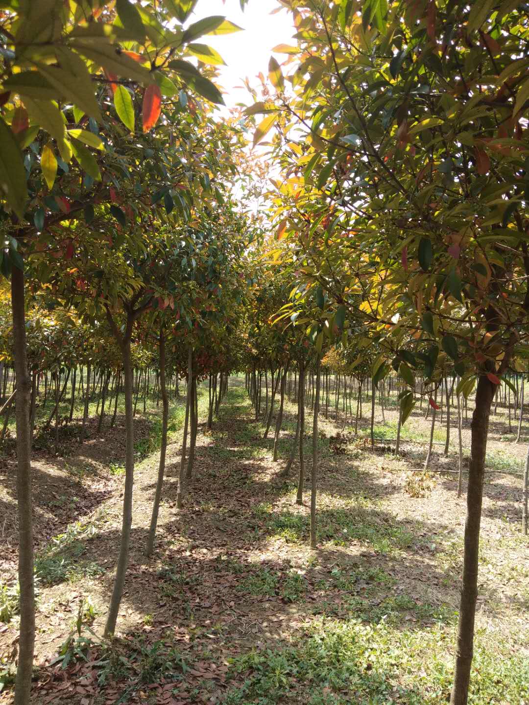 紅葉石楠種子種植方法介紹