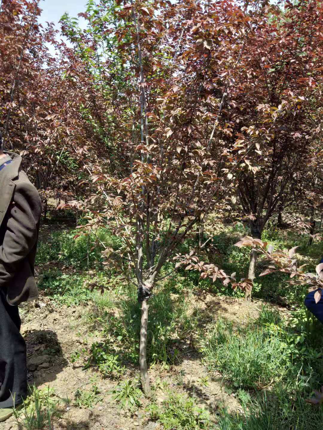 榆葉梅什么時候開花？榆葉梅的種植要注意哪些細節