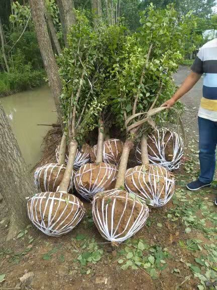 榆葉梅什么時候開花？榆葉梅的種植要注意哪些細節