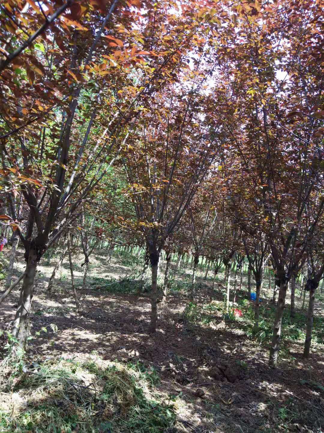 榆葉梅什么時候開花？榆葉梅的種植要注意哪些細節