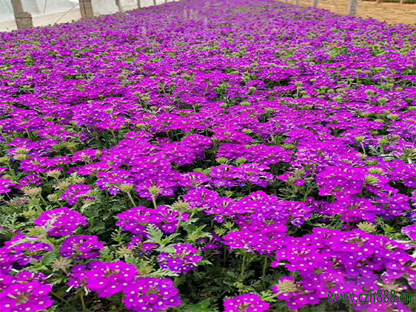 美女櫻種子如何種植？美女櫻養(yǎng)護(hù)要點(diǎn)介紹