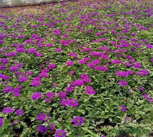 美女櫻種子如何種植？美女櫻養(yǎng)護(hù)要點(diǎn)介紹