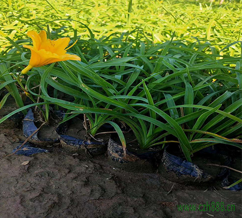 金娃娃萱草如何種植？金娃娃萱草栽培技術(shù)介紹