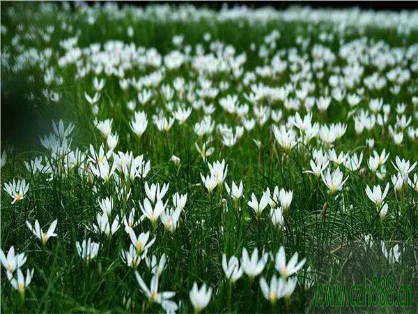 蔥蘭怎么種植效果比較好?蔥蘭養護技巧分享