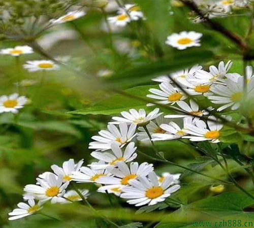 白晶菊種植的方法和時間介紹
