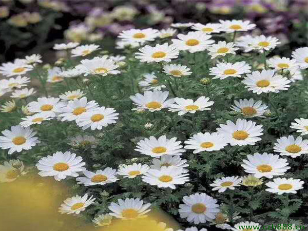 白晶菊種植的方法和時間介紹
