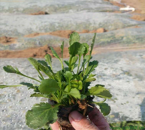 白晶菊怎么養殖？白晶菊種植方法和時間有哪些要求