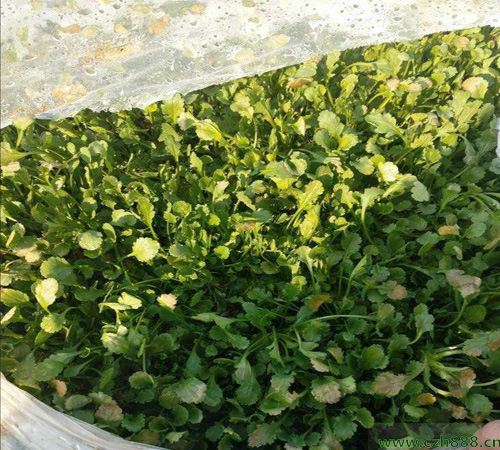 白晶菊怎么養殖？白晶菊種植方法和時間有哪些要求