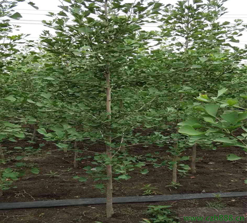 銀杏樹種子如何發芽？