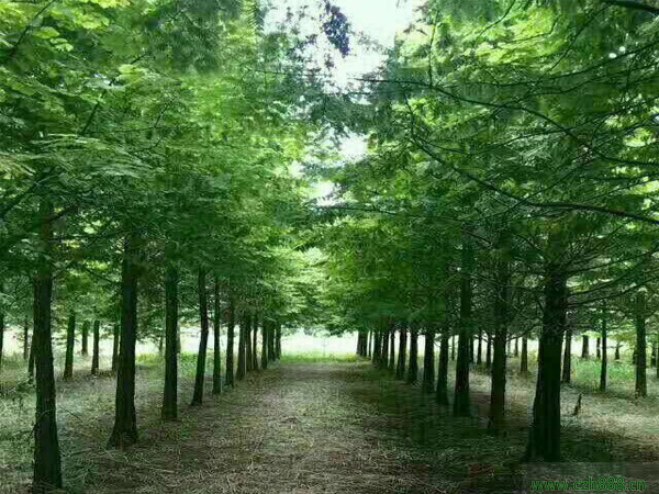 水杉樹如何種植 水杉種植方法與技巧）