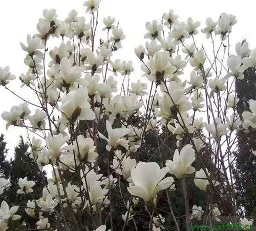 白玉蘭什么時(shí)候移栽最好 白玉蘭移栽保護(hù)要點(diǎn)