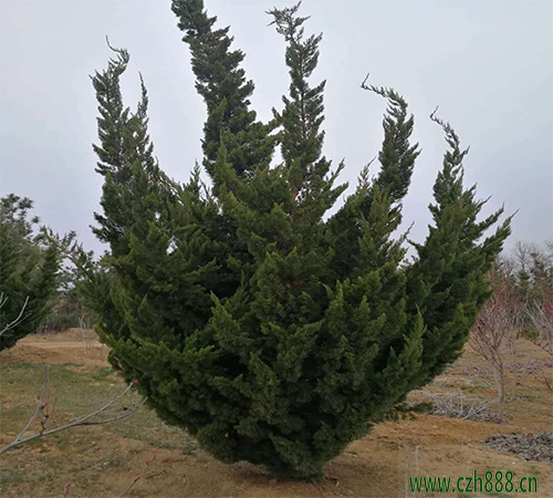 龍柏的生物學(xué)特征 龍柏的特點(diǎn)介紹