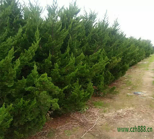 龍柏的維護(hù)技巧 龍柏盆景如何造型