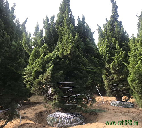 龍柏的維護(hù)技巧 龍柏盆景如何造型