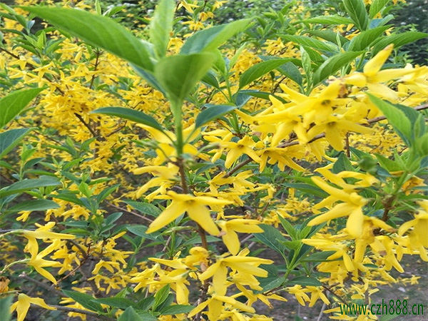 如何分辨連翹 連翹和迎春花的區(qū)別