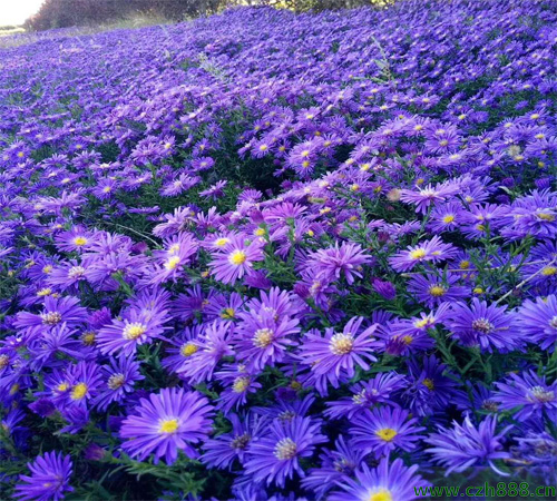 荷蘭菊如何種植 荷蘭菊的種植方法和注意事項(xiàng)