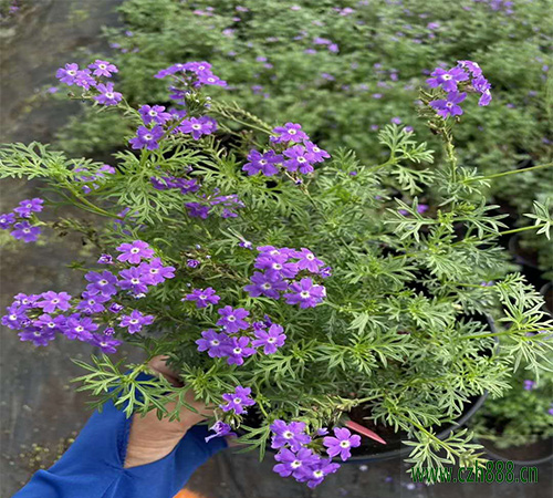 美女櫻如何種植  美女櫻播種時間和養護