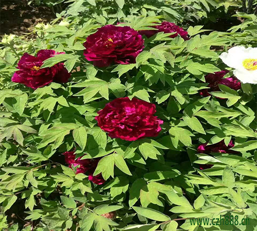 美女櫻如何種植 美女櫻播種時間和養護