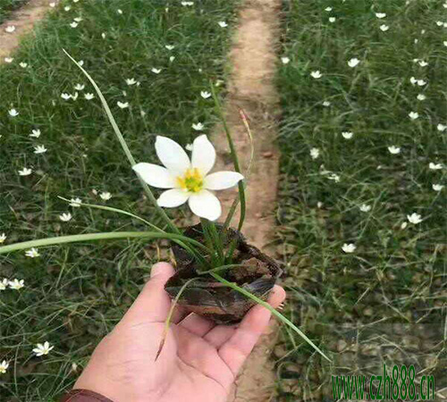 蔥蘭如何養植 蔥蘭的養植方法和注意事項