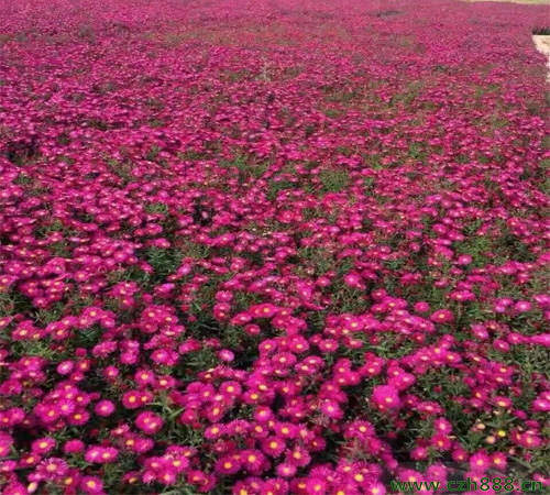 荷蘭菊的種植方法和技術分享