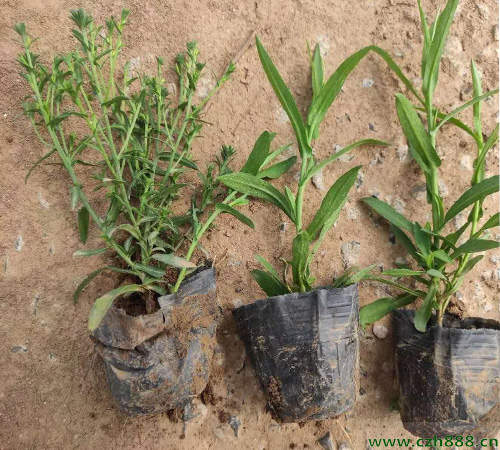 荷蘭菊的種植方法和技術分享