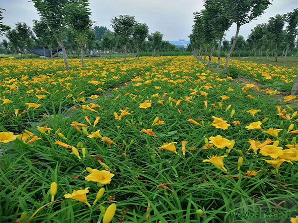 萱草如何養(yǎng)殖？金娃娃萱草的種植方法介紹