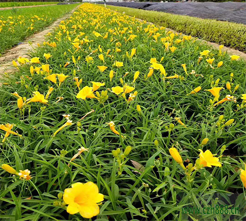 金娃娃萱草如何種植？金娃娃萱草種植方法步驟介紹