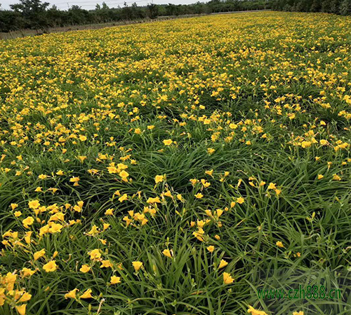 金娃娃萱草如何種植？金娃娃萱草種植方法步驟介紹