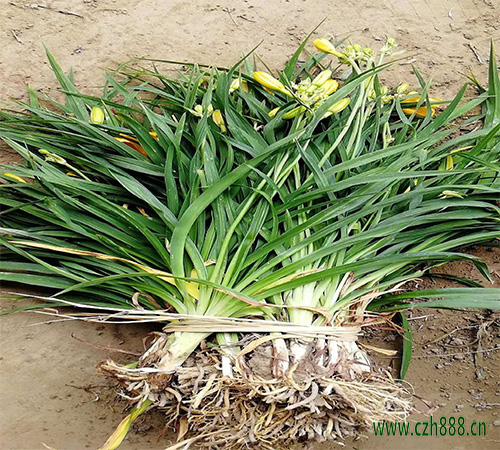 金娃娃萱草如何種植？金娃娃萱草種植方法步驟介紹