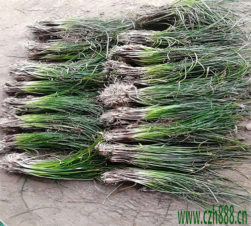 蔥蘭如何種植效果好?關于蔥蘭的養護技巧分享