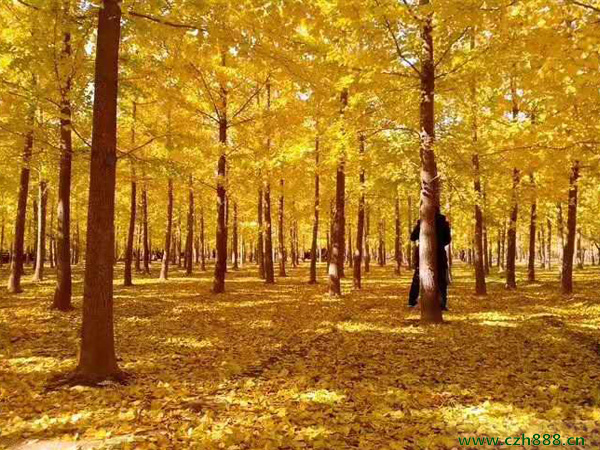 銀杏樹(shù)如何種植和管理