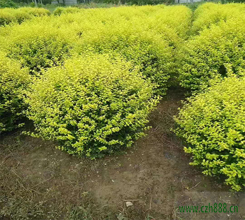 金葉女貞能長多高？金葉女貞怎樣培育？