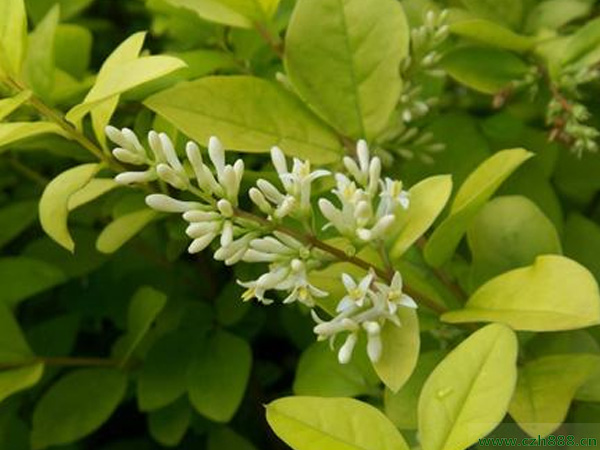 金葉女貞能長多高？金葉女貞怎樣培育？