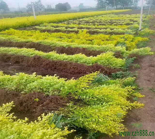 金葉女貞能長多高？金葉女貞怎樣培育？